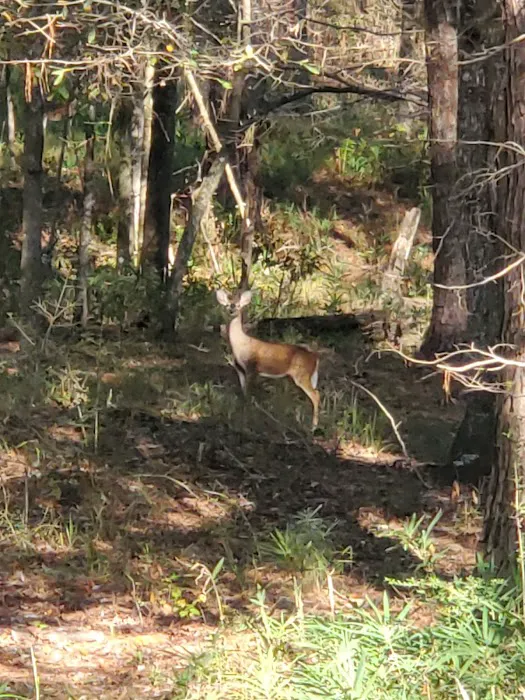 Turkey Fork Recreation Area Picture 4