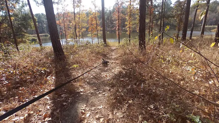 Turkey Fork Recreation Area Picture 7