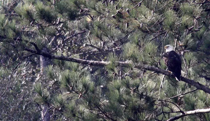 Turkey Fork Recreation Area Picture 6