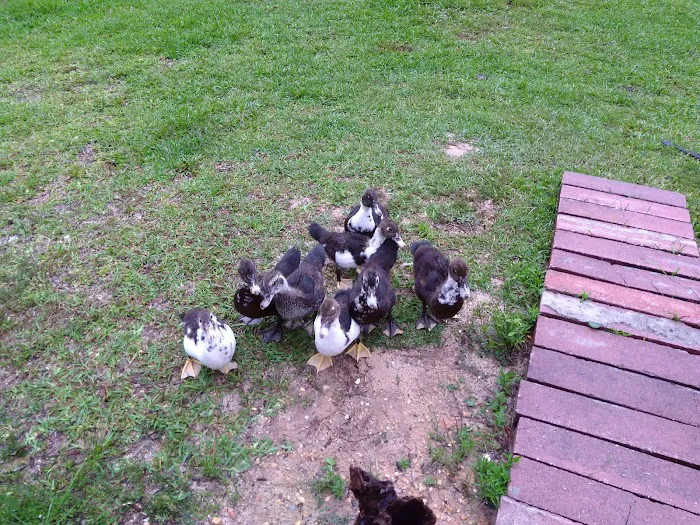 Lake-A-Way Camp Grounds Picture 5