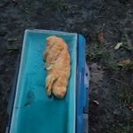 Royalton Sportsmen Grounds (POW WOW Grounds)