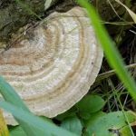 Cedar Lake Memorial Park Campground