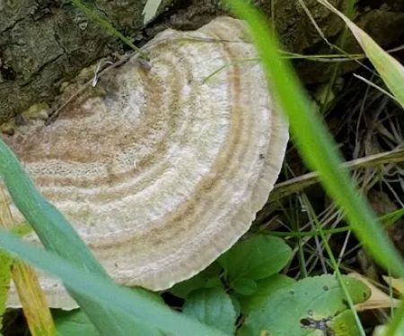 Cedar Lake Memorial Park Campground