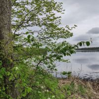 College of Wilderness Knowledge-Birch Bend Camp ico