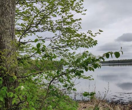 College of Wilderness Knowledge-Birch Bend Camp