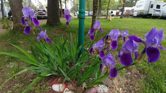 Edelweiss Campground Picture 3