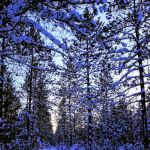 Timberline Campground