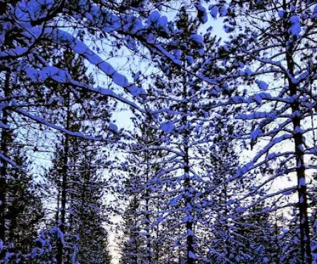 Timberline Campground