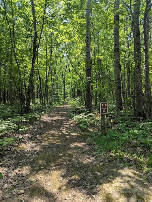 Moose Lake State Park Campground Picture 2