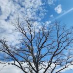 Schaben Park Campground