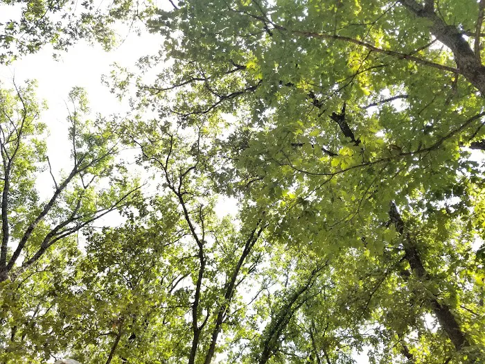 Cedar Campsite Picture 1