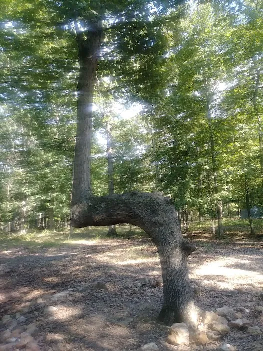 Hawthorn Campsite Picture 1