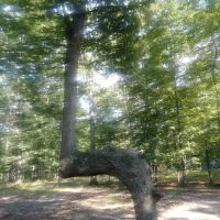 Hawthorn Campsite ico