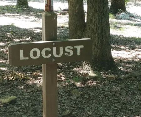 Locust Campsite