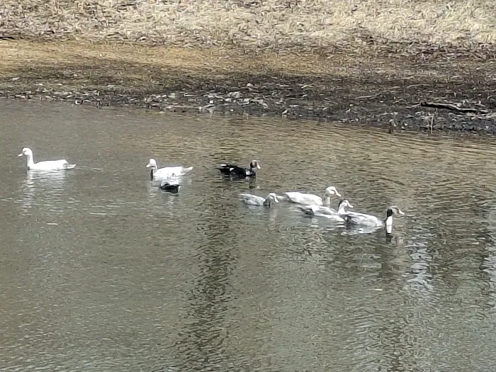 Deer Run RV Park & Campground Picture 5