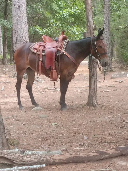 Lonesome D Horse Camp Picture 1