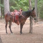 Lonesome D Horse Camp