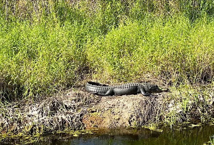 Big Cypress Indian Reservation Picture 5