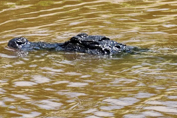 Big Cypress Indian Reservation Picture 9