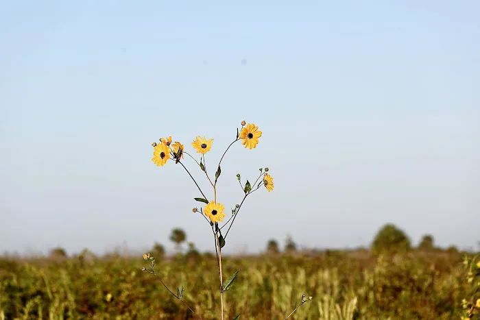 Big Cypress Indian Reservation Picture 6