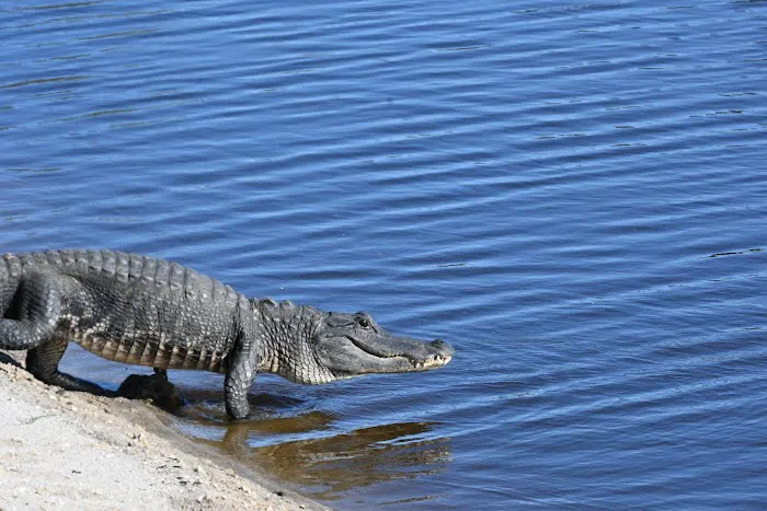 Big Cypress Indian Reservation Picture 8