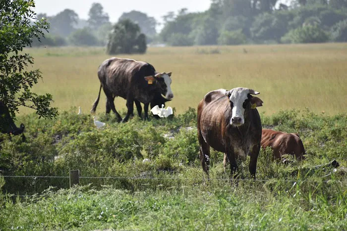 Big Cypress Indian Reservation Picture 10