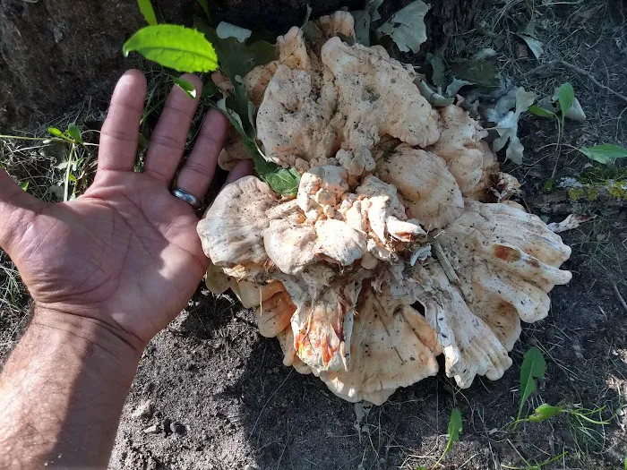 Deparcq Woods Campground Picture 7