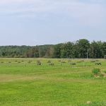 Grumpy's Out-back Campground