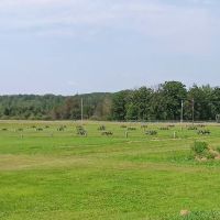 Grumpy's Out-back Campground ico