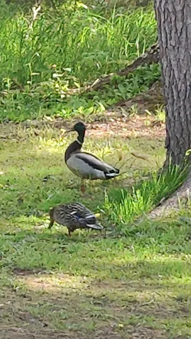 Park Lake Resort & Campgrounds Picture 2