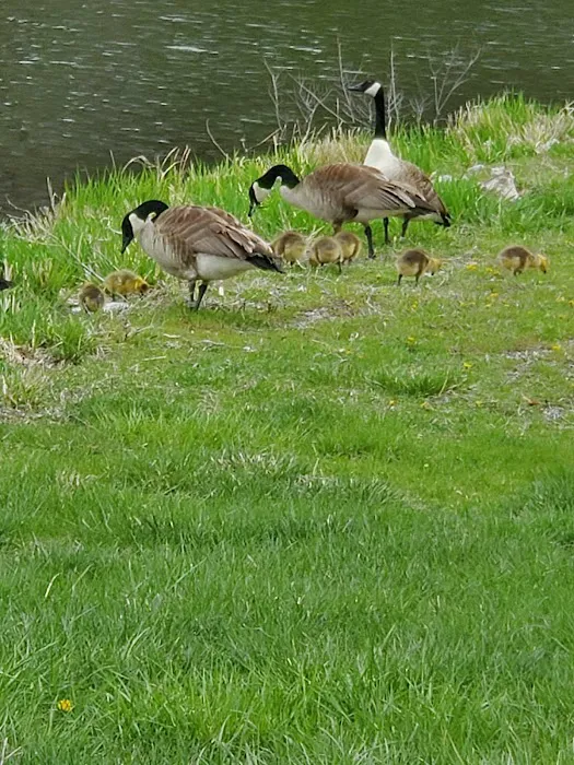 Lake Cunningham Campground Picture 9