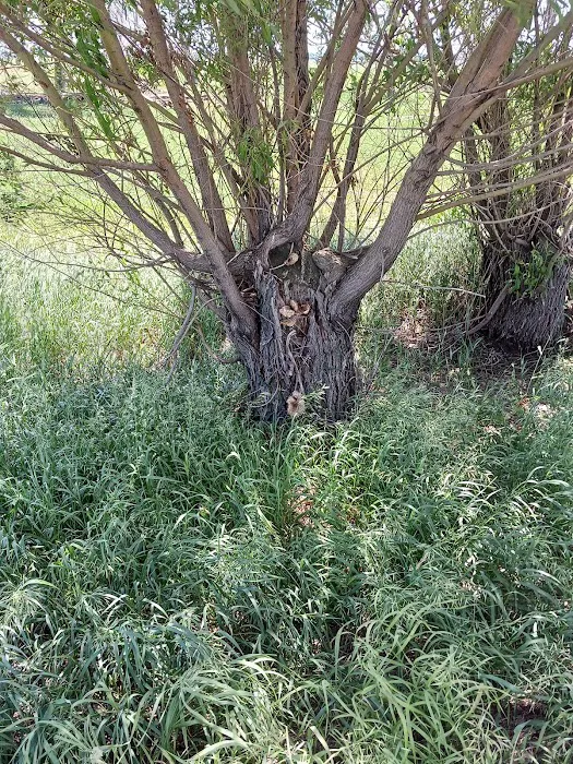 River of the Double Bend Campground Picture 8