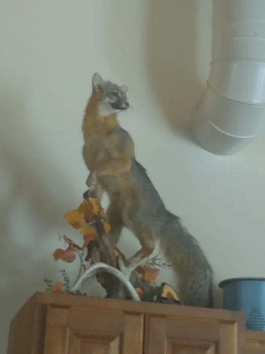 Gray Fox Cabin Picture 4