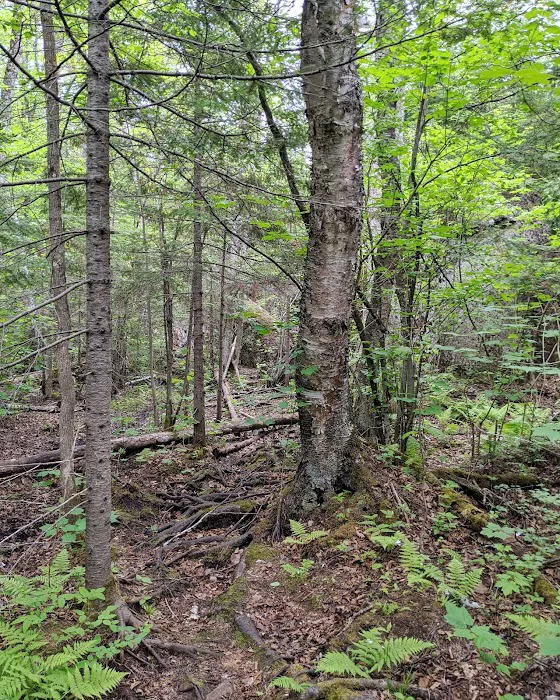 Reeves Falls Camp Picture 2