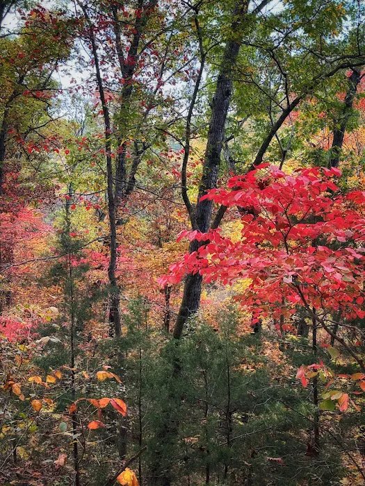 Sugar Camp National Forest Scenic Byway Picture 3