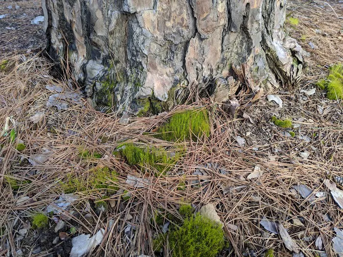 Cove Lake Campground Picture 9