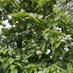 Eclipse Tent Village