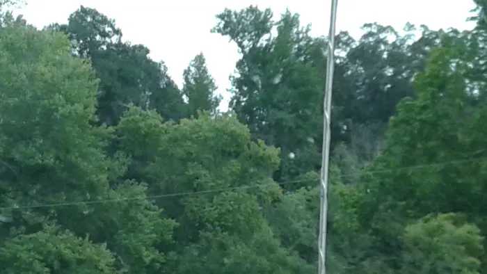 US Forest Service Picture 1