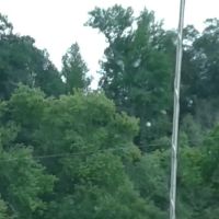 US Forest Service ico