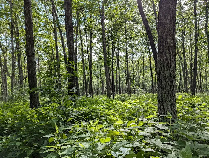 Cameron Bluff Campground Picture 4