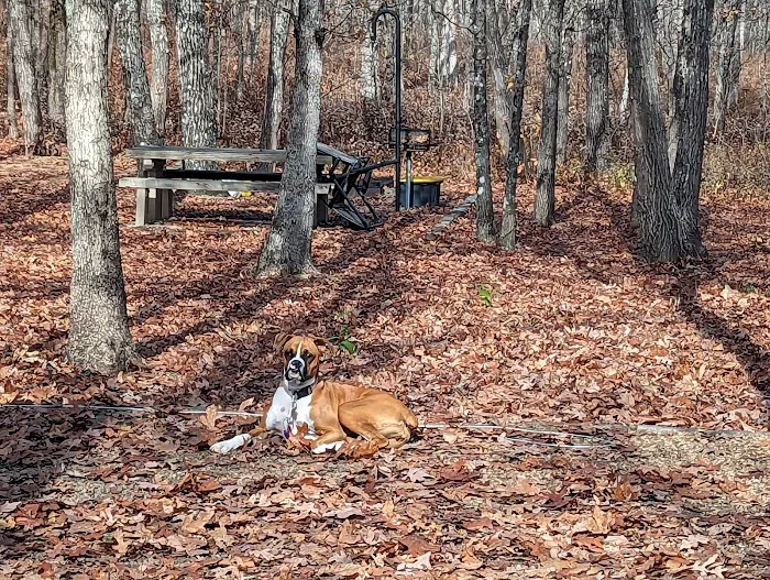 Cameron Bluff Campground Picture 6