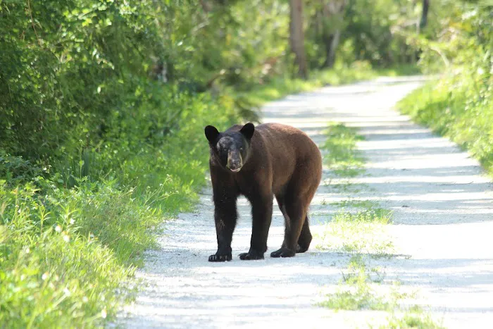 Bear Island Campground Picture 10