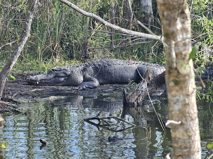Bear Island Campground Picture 4