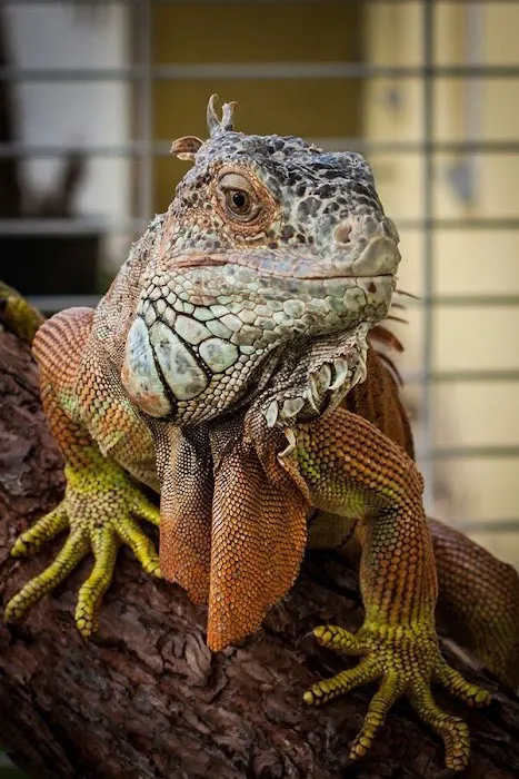 Sunshine Holiday MHCC RV and Camping Resort Picture 8