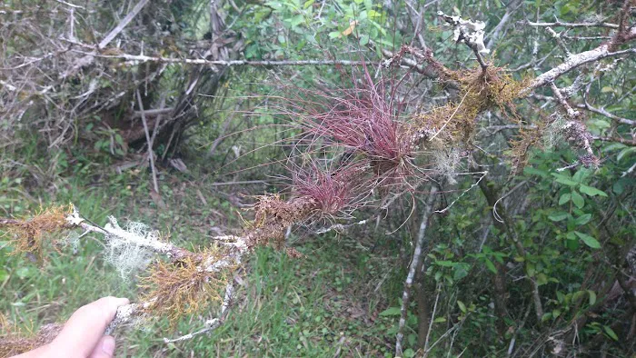 Pink Jeep Campground Picture 5