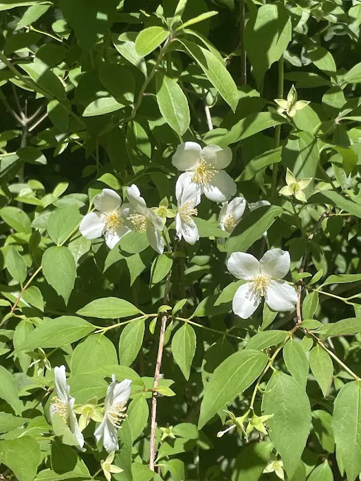 Corozal Camp Picture 4