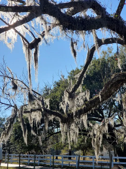 WMA Pearl River WMA Camp Grounds Picture 5