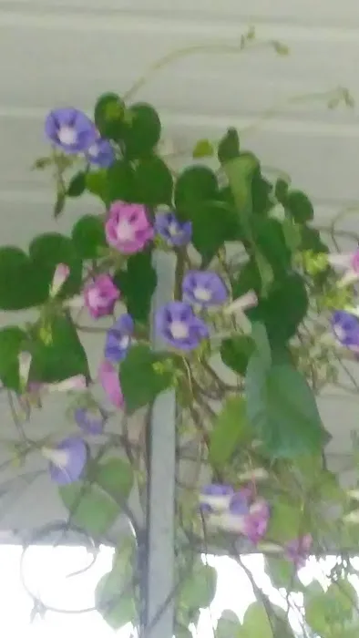 Uncle Bernies Campground Picture 8