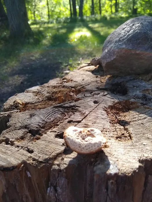 Greer lake Campground Picture 6
