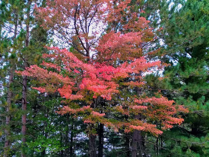 All Pine Inn Resort Picture 5